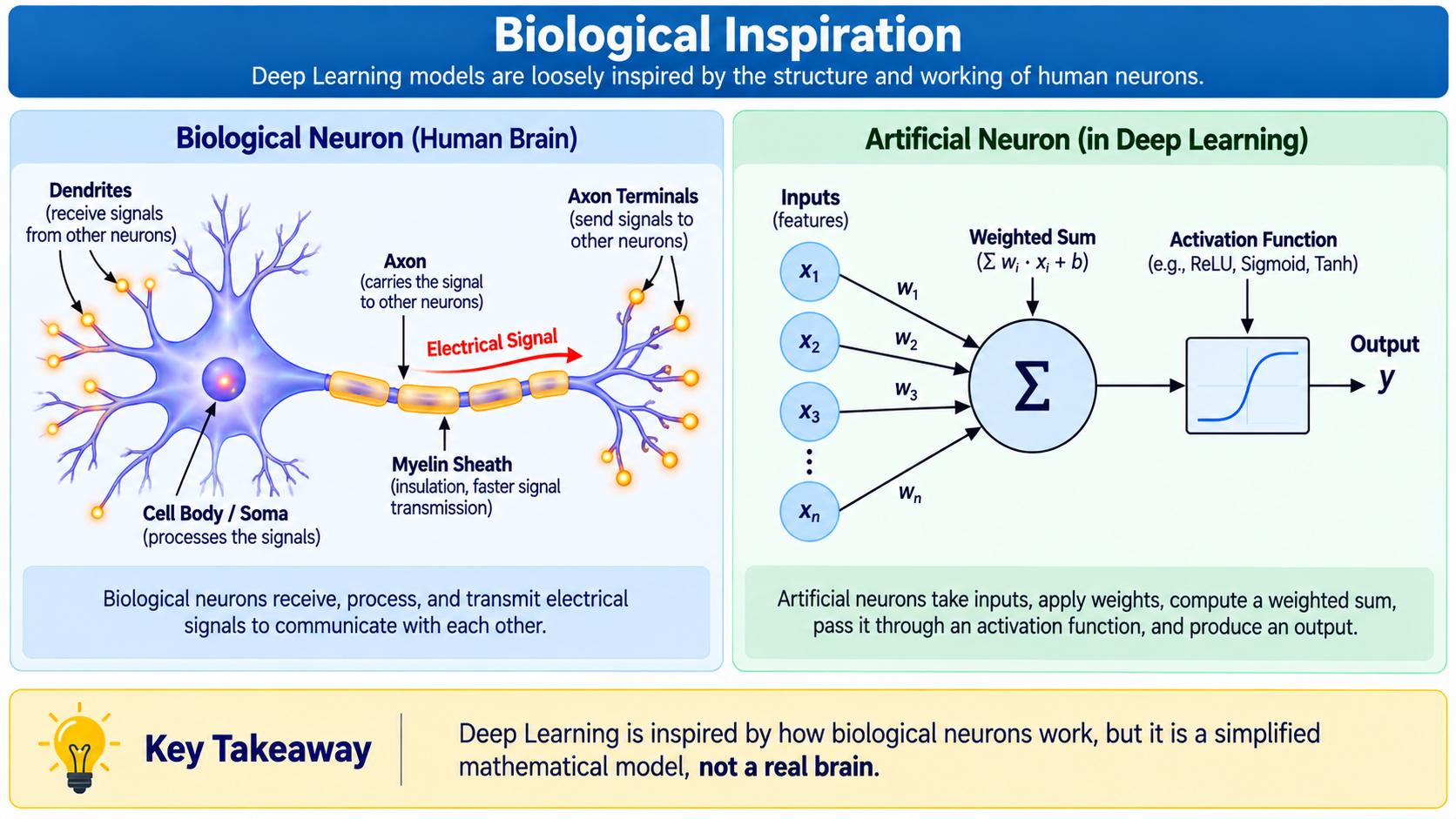 Biological Inspiration: comparison of a biological neuron and an artificial neuron, showing dendrites, axon, synapses on the biological side and inputs, weighted sum, activation function, output on the artificial side, with a key takeaway that Deep Learning is inspired by but not the same as a real brain.